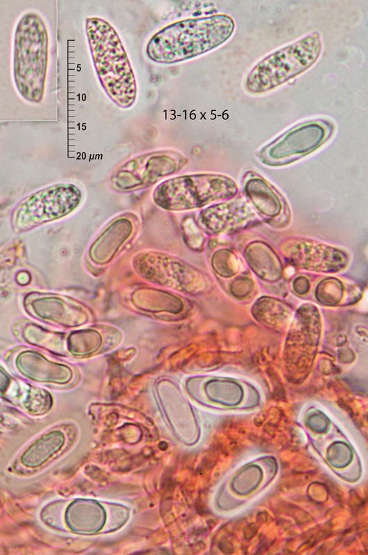 Aphyllo on Quercus twigs